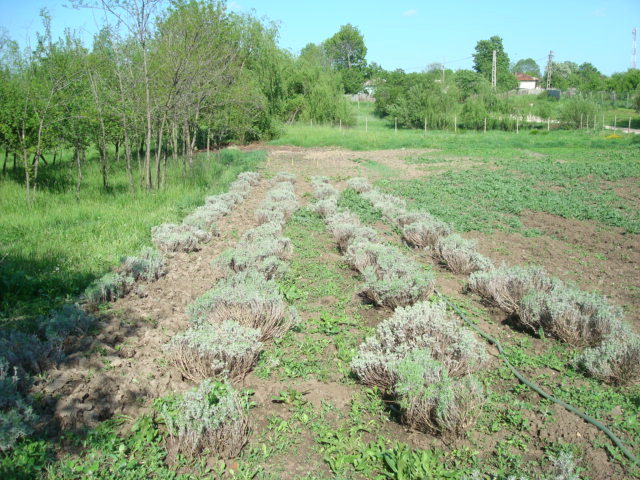 DSC06987 - LAVANDA