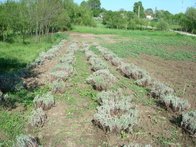 DSC06988 - LAVANDA