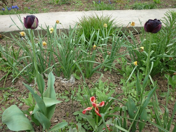 lalele negre - flori de primavara