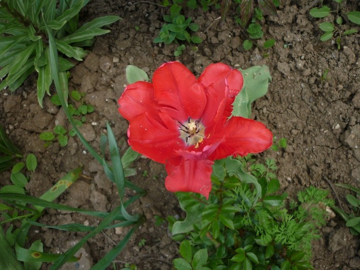 P1050052 - flori de primavara