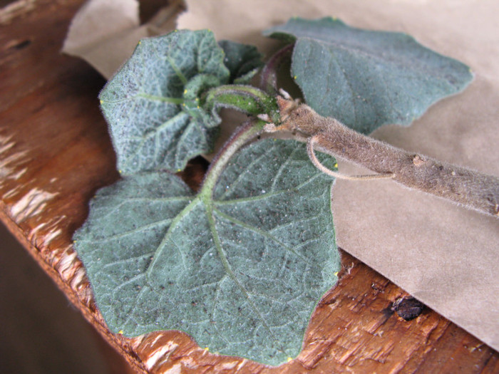 UNCARINA peltata - Caudex Plante cu caudex