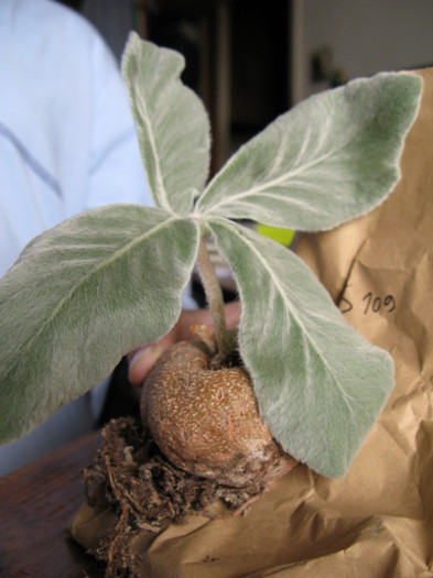 SINNINGIA leucotricha - Caudex Plante cu caudex