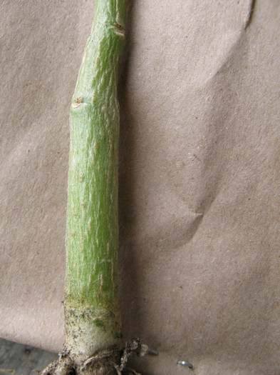 PACHYPODIUM decaryi - Caudex Plante cu caudex