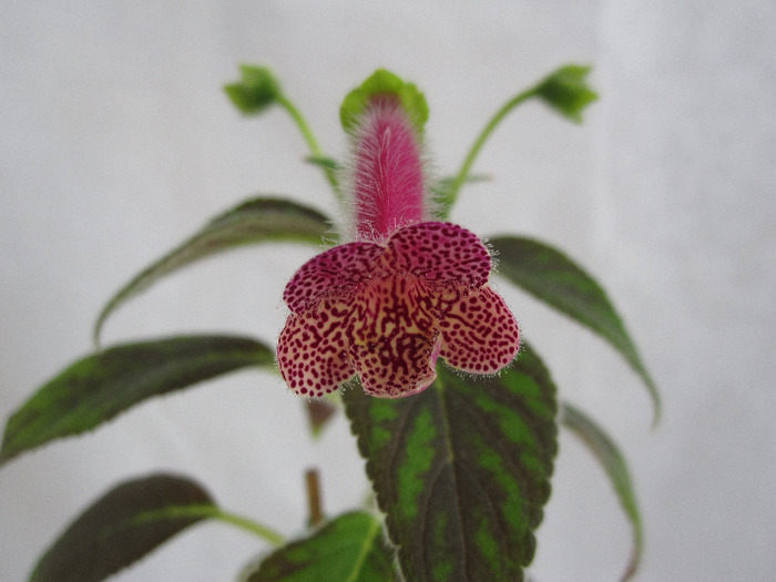 Kohleria Ampallang