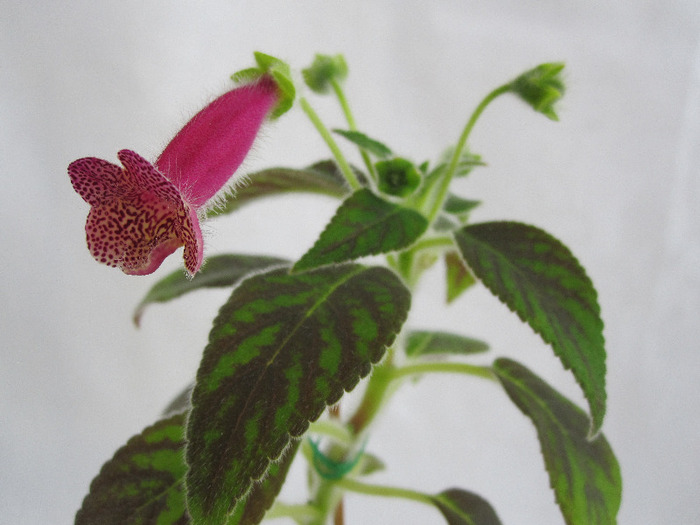 Kohleria Ampallang