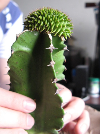 EUPHORBIA susannae f. cristata