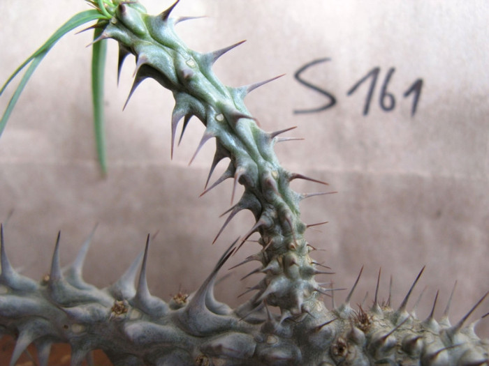 EUPHORBIA gottlebei