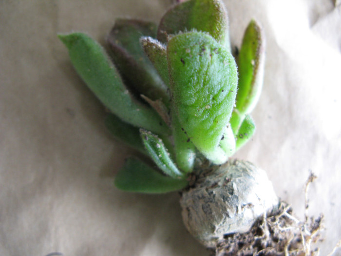 TYLECODON leucothrix - Tylecodon