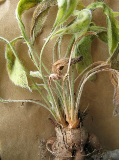 PELARGONIUM longifolium - Pelargonium