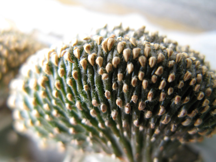 GEOHINTONIA mexicana f. cristata