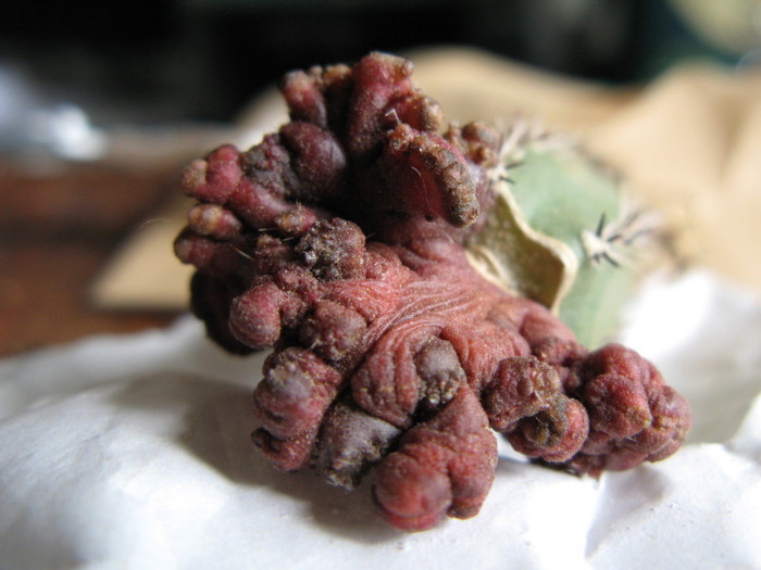 ECHINOPSIS spec. f. monstrosa rubra