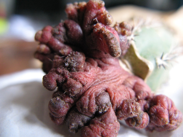 ECHINOPSIS spec. f. monstrosa rubra