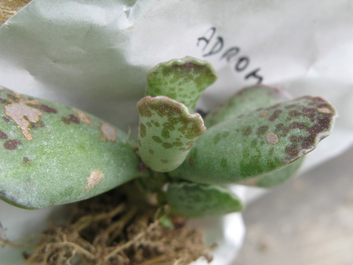 ADROMISCHUS cooperi - SUCULENTE - diverse