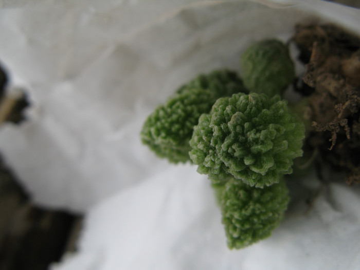 ADROMISCHUS marinae herrei f. green