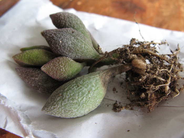 ADROMISCHUS marinae f. multicolor