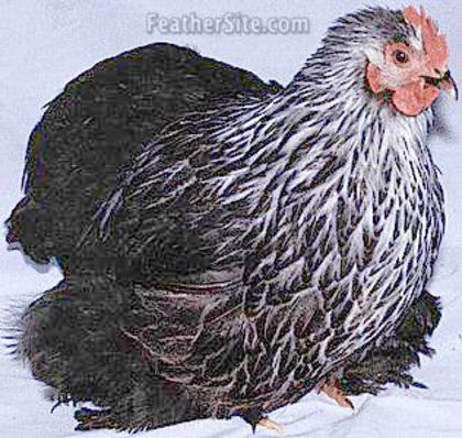 Birchen Cochin Bantam 5 - Birchen Cochin Bantam