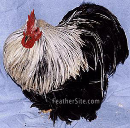 Birchen Cochin Bantam 6