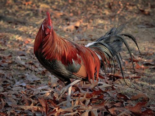Black Breasted Red Phoenix Rooster 4 - Breasted Red Phoenix Negru