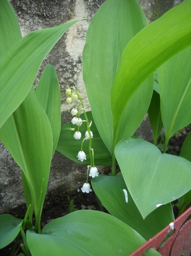 Lacramioare - FLORI DIVERSE