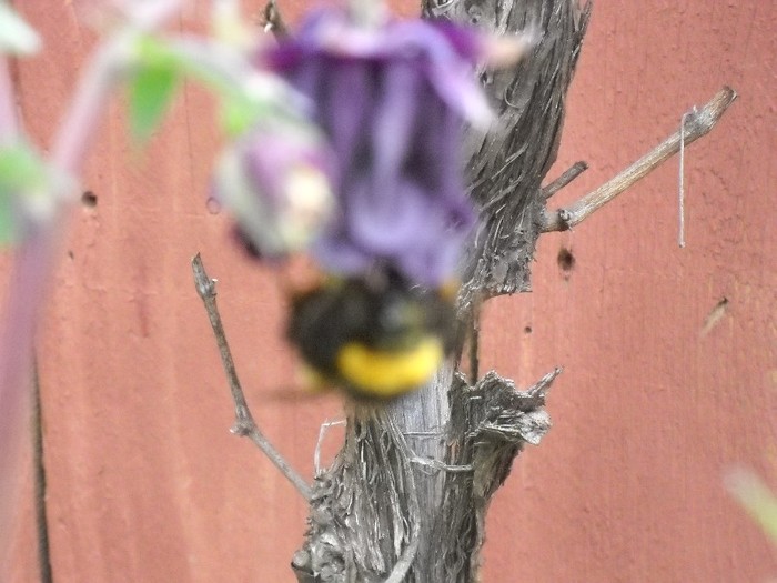 .....un bondar pe ......florarie... - FLORI DIVERSE