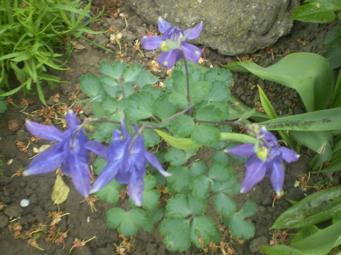 P5010005; aquilegia
