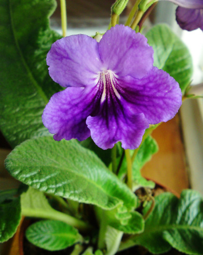  - Streptocarpus