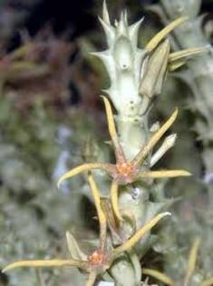 Caralluma echinata - Asclepiadaceae dorite