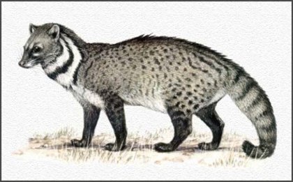 civet_cat - mamifere marsupiale