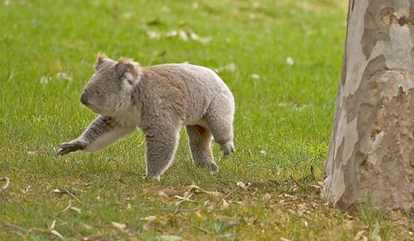 koala - mamifere marsupiale