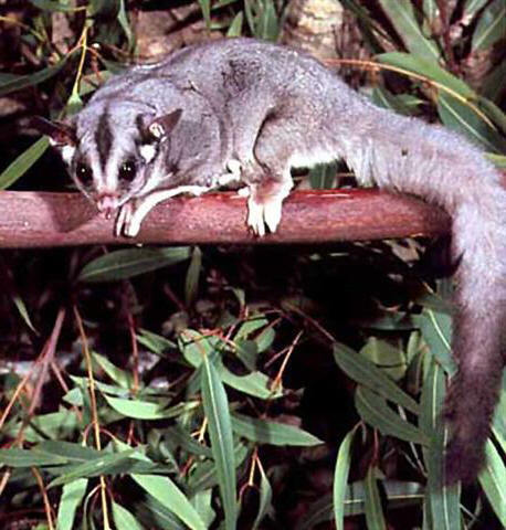 petaurus-norfolcensis - mamifere marsupiale