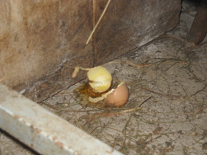 Ceva mananca ouale in felul asta - MINUNATII ALE LUMII