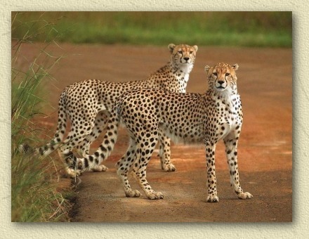 ghepard - mamifere carnivore