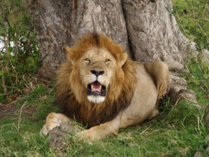 lion_in_masai_mara_a_1 - mamifere carnivore