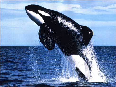 balena - mamifere acvatice
