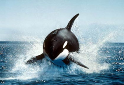 balena1 - mamifere acvatice