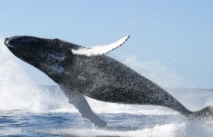 balena-l4cvdj-thumb-250-0-18 - mamifere acvatice