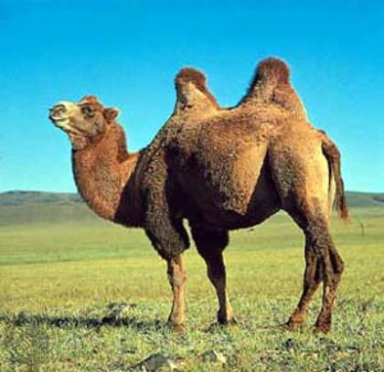 camel - mamifere copitate