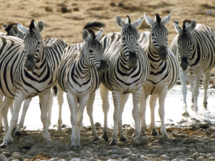 Zebra Line - mamifere copitate
