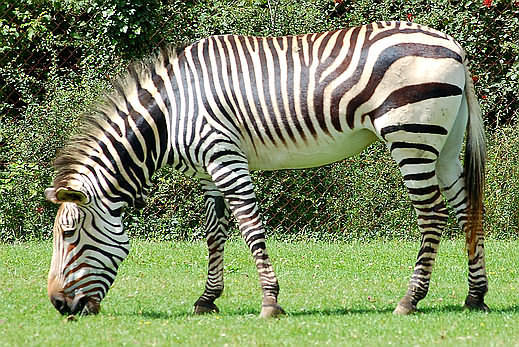 zebra - mamifere copitate