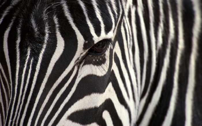 zebra-leopard-wallpapers_7206_2560x1600 - mamifere copitate