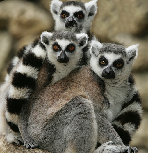 lemur8 - maimute