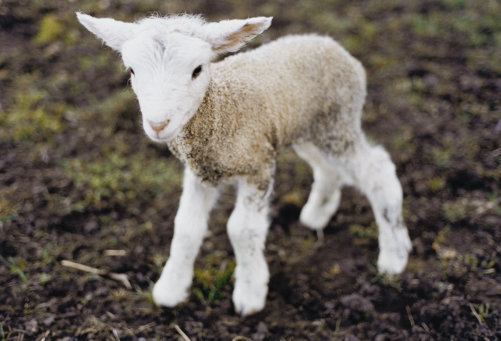 lamb1