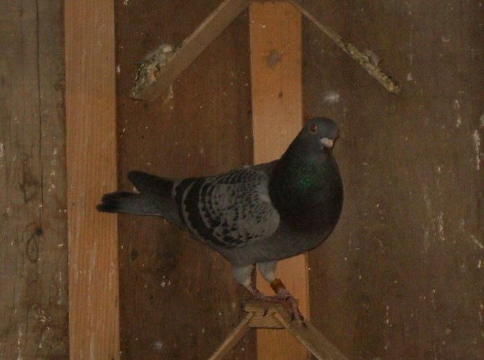 poooze 061