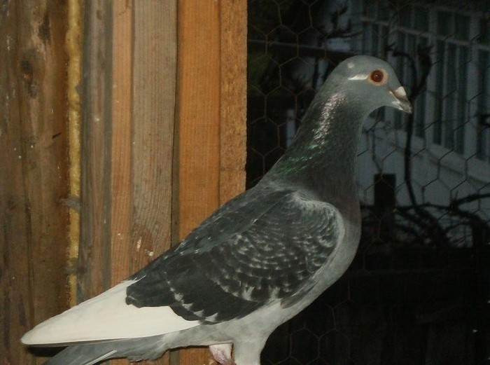 poooze 016