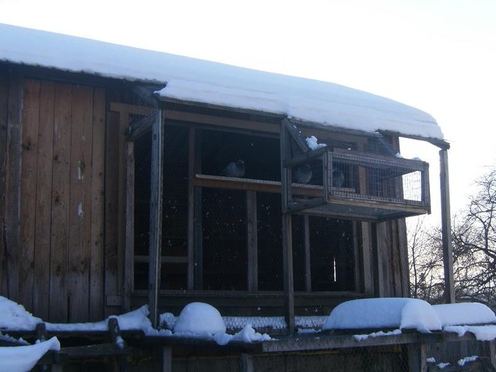 pooozediverse 001 (1)