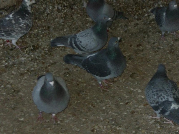 pooozediverse 010 (1)