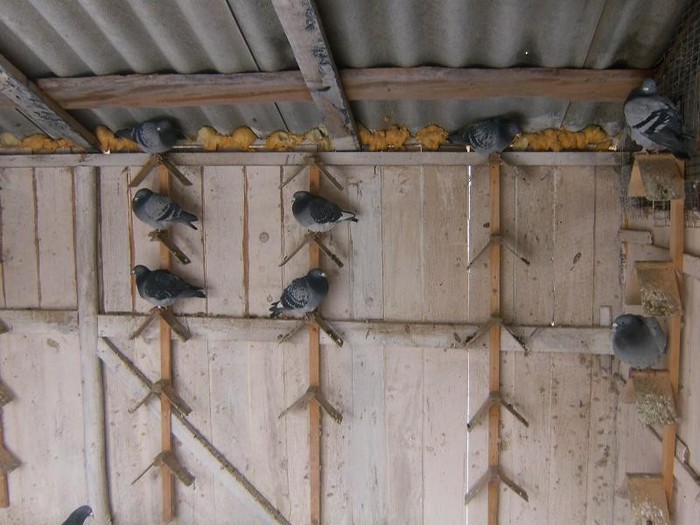 pooozediverse 012 (1)