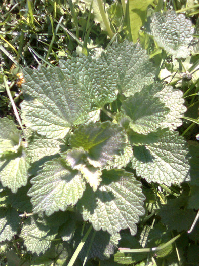 Urzica moarta - Plante medicinale