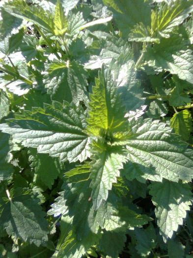 Urzica vie - Plante medicinale