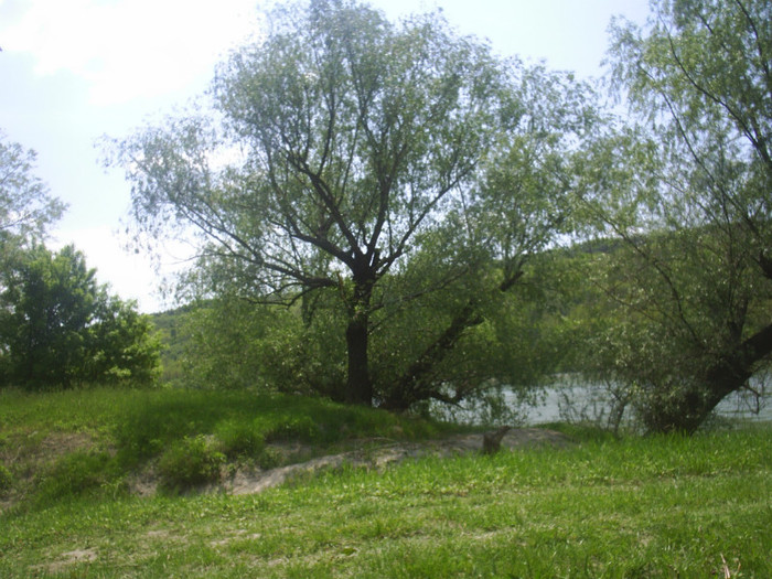 MOFLENI - Dulce  Romanie